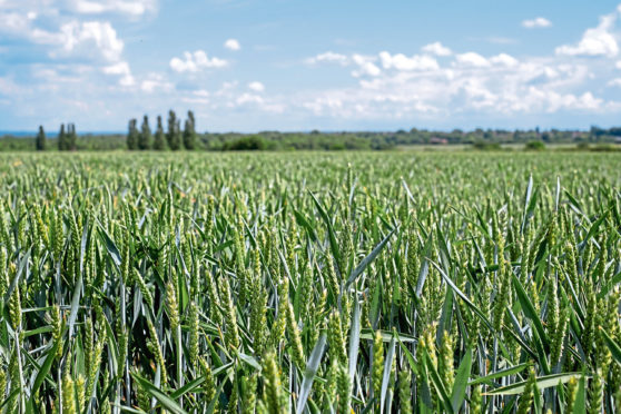 AHDB forecasts the UK will be a net importer of wheat but an exporter of barley this year.