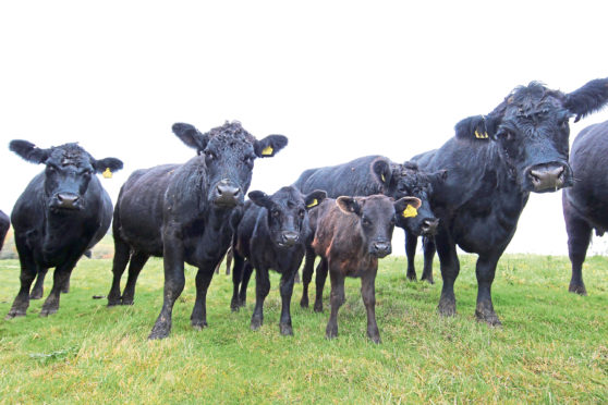 Wagyu cattle