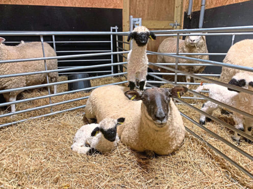 Tom and Julie McKechnie breed Valais Blacknose on their Fife Farm.