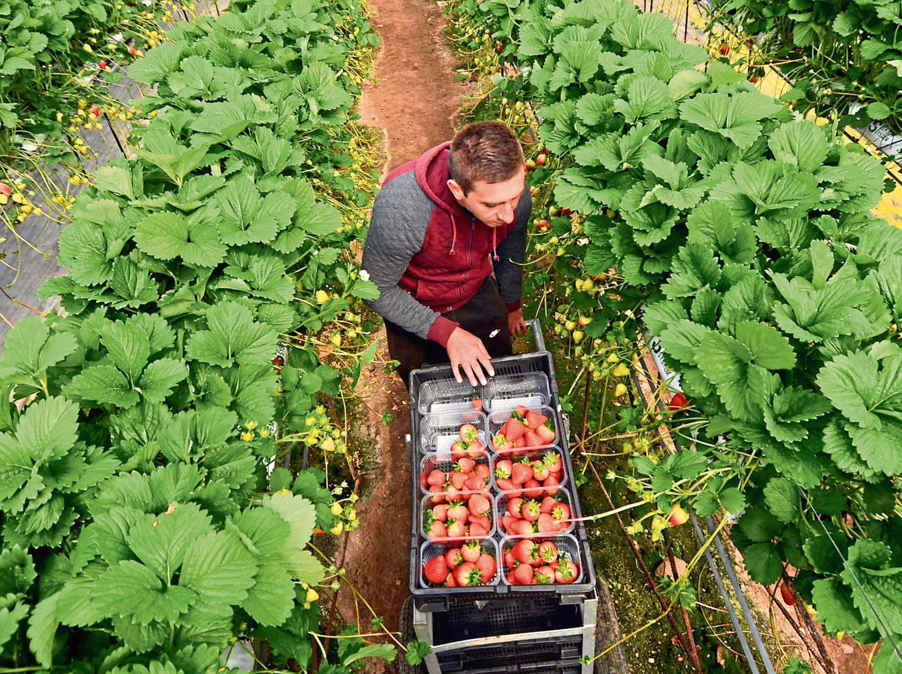 The UK’s agricultural industry relies heavily on staff from EU countries.