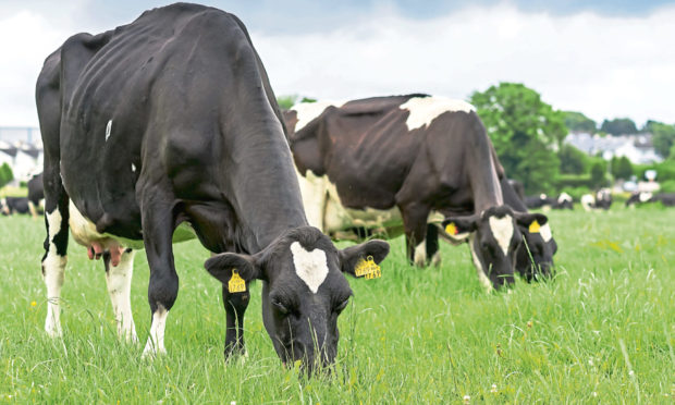 There are now 862 dairy herds in Scotland with a shift towards fewer but larger operations.