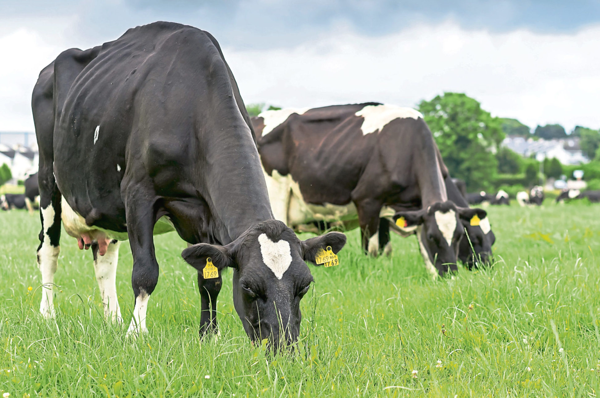There are now 862 dairy herds in Scotland with a shift towards fewer but larger operations.