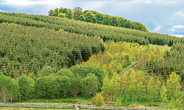 A £1 million cash pot is being offered to encourage interest in forestry.