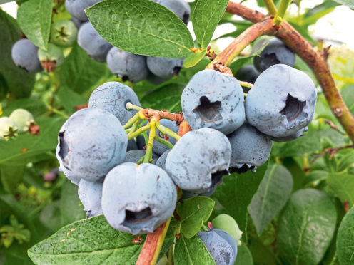 Blueberries are widely grown in Scotland and are more flavoursome than imported berries.