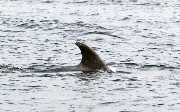 Singers dolphin spotted for the first time this year, swimming near Broughty Ferry.