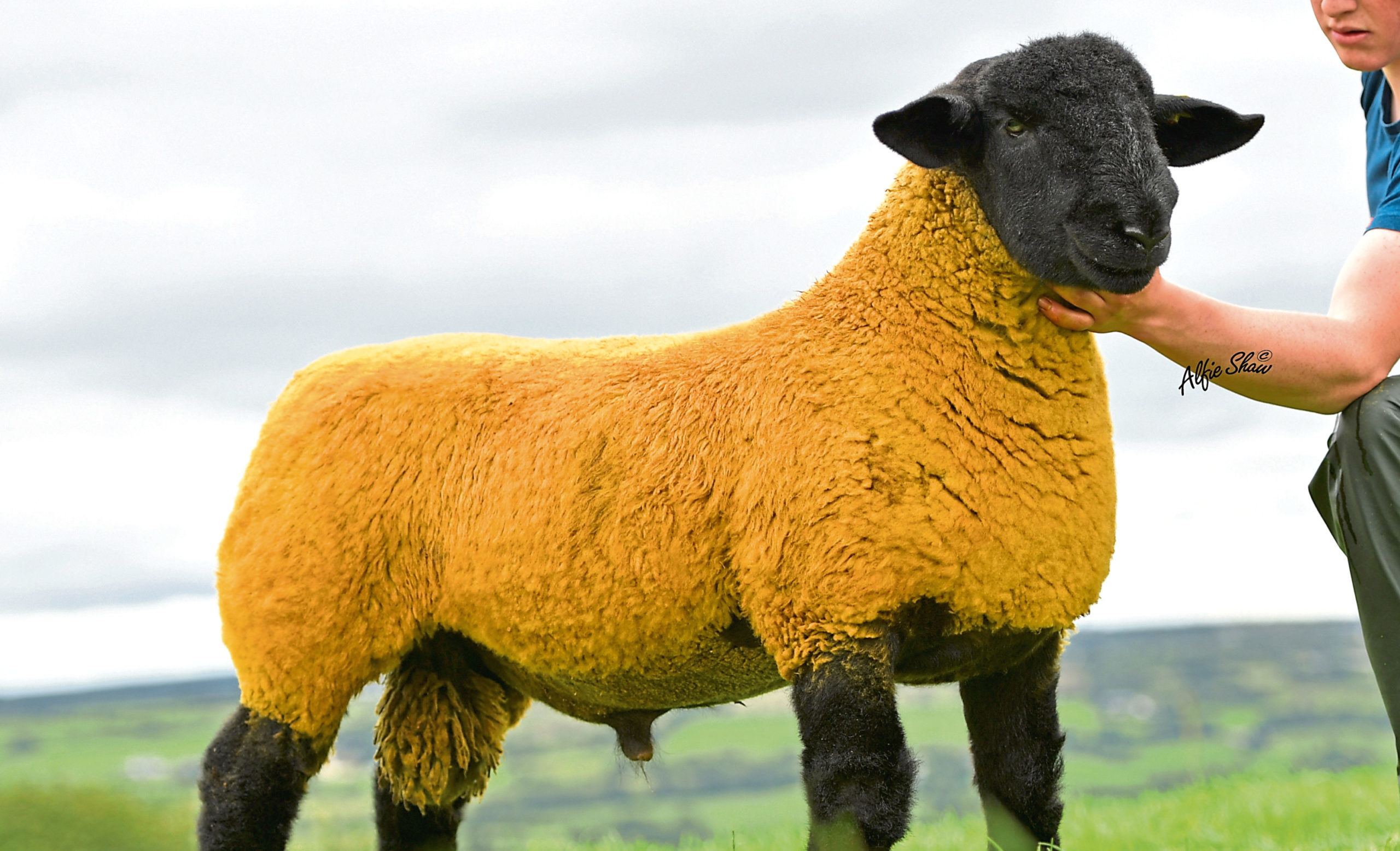 The sale topped at 50,000gn for this ram lamb from Darren McMenamin, Mullinvale and purchased by Fife breeder Stuart Craft for his Lakeview flock. 
Picture provided by the Suffolk Sheep Society.