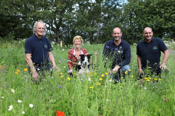 L/R,  Alan Davie - Owner of Alan Davie Transport, Jani Morton with Kodie the dog, Ian Davie and Euan Davie in the wildflower meadow