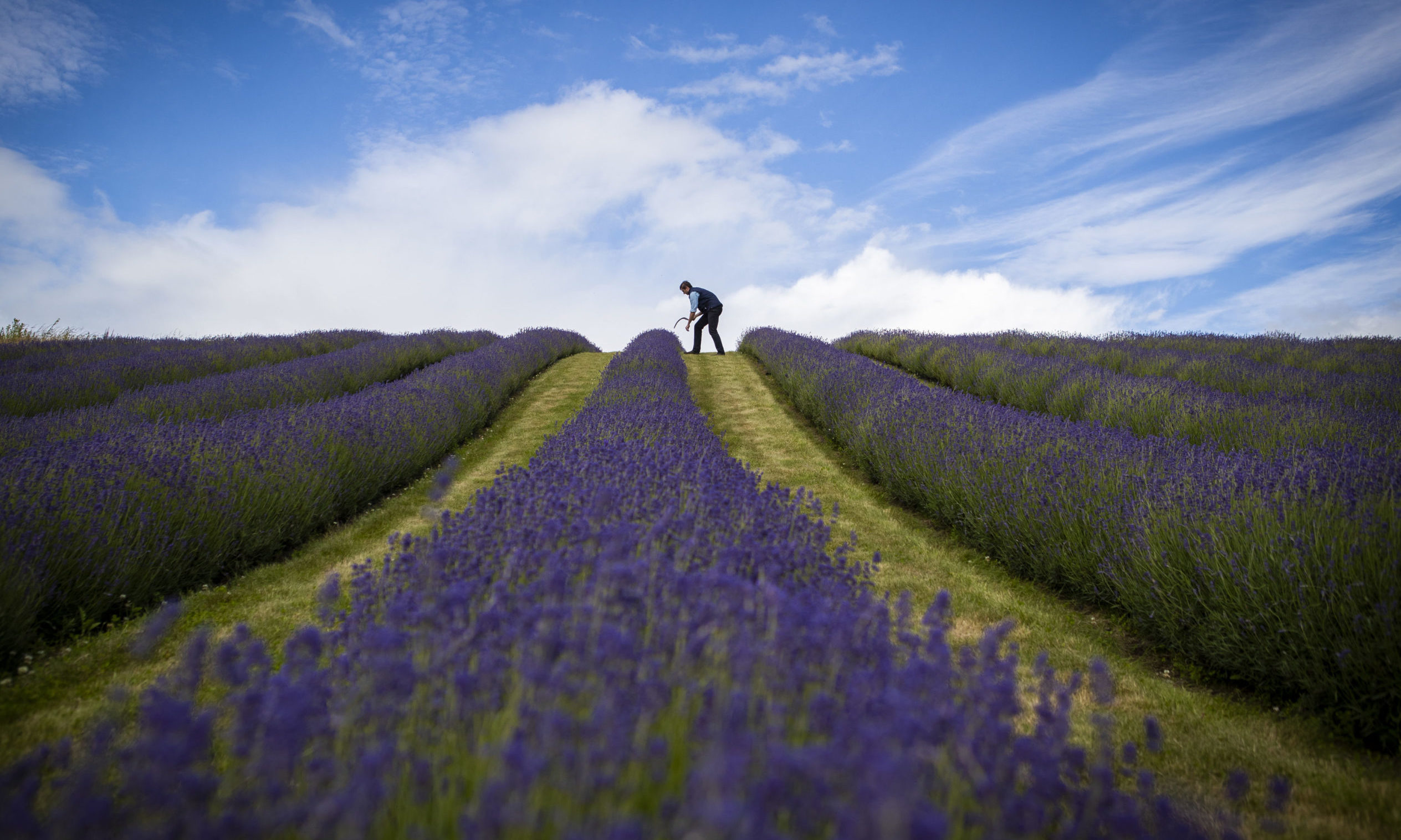 Lavender farmer Rory Irwin, from Scottish Lavender Oils, inspects the rows of folgate lavender ahead of this year's harvest at Tarhill Farm near Kinross, Fife. PA Photo. Picture date: Friday July 10, 2020. Photo credit should read: Jane Barlow/PA Wire