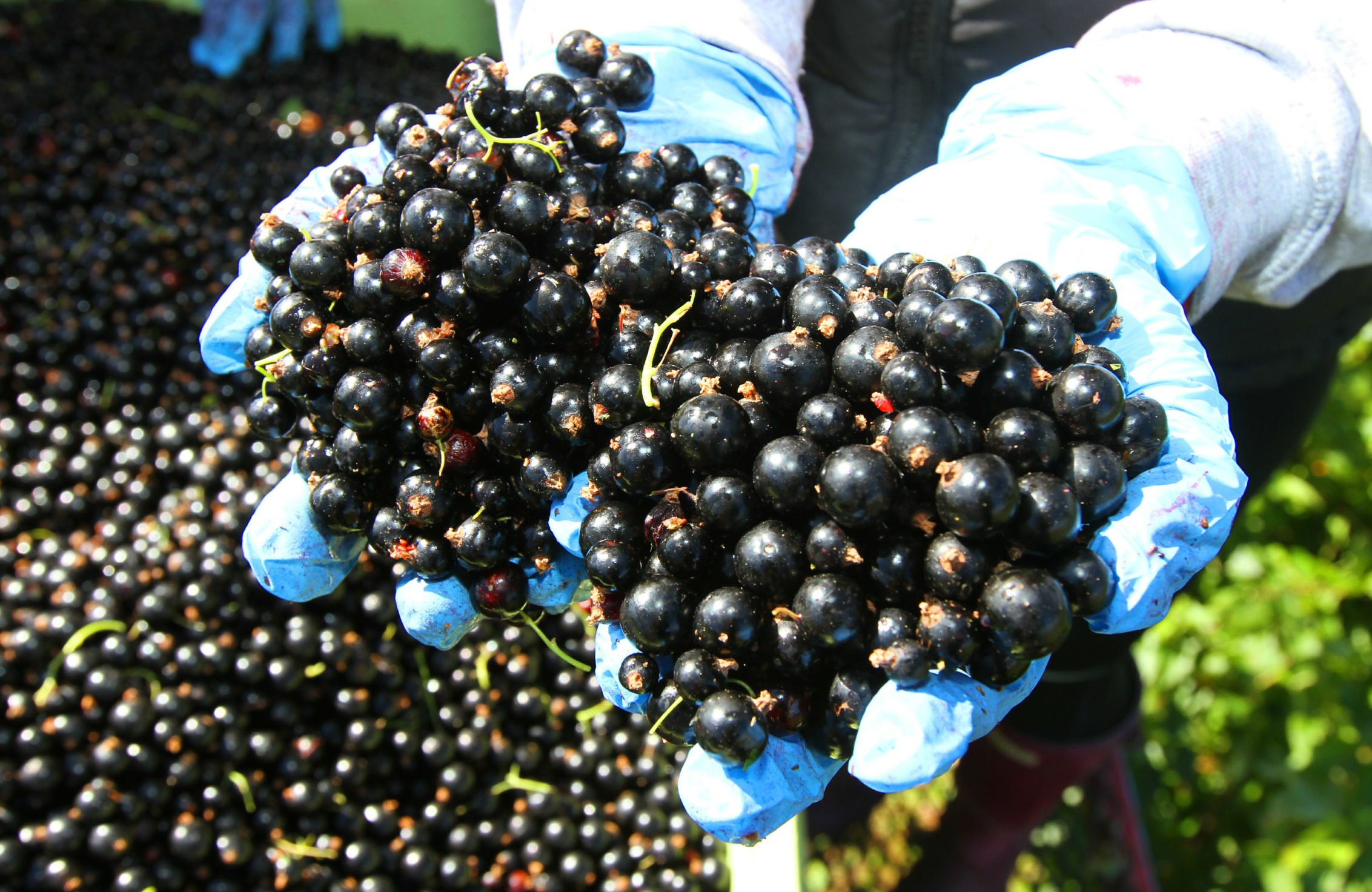 Blackcurrants need a winter chill to bear fruit come summertime.