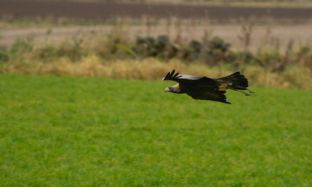 The calls come after it was announced another golden eagle has gone missing in Perthshire.