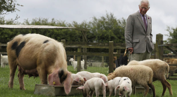 The Prince of Wales looks at Gloucestershire Old Spot piglets during a visit to Cotswold Farm Park in Guiting Power near Cheltenham, to view the work the farm is doing in preserving British native breeds. PA Photo. Picture date: Wednesday July 1, 2020. See PA story ROYAL Charles. Photo credit should read: Kirsty Wigglesworth/PA Wire