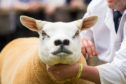 Livestock competitions, food and drink shows, trade stands and demonstrations will feature at the show.
