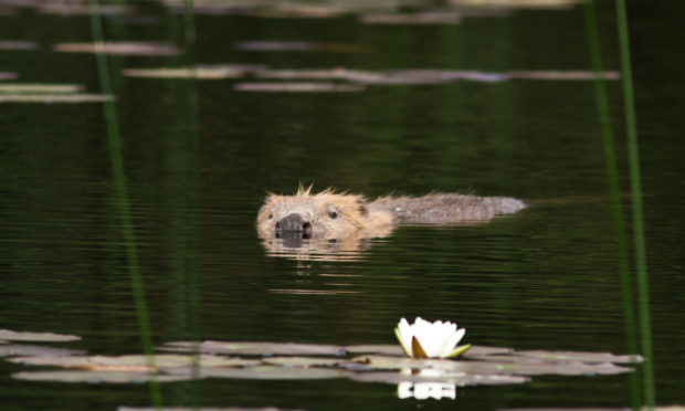 All 87 beavers shot in Scotland last year were killed in Tayside.