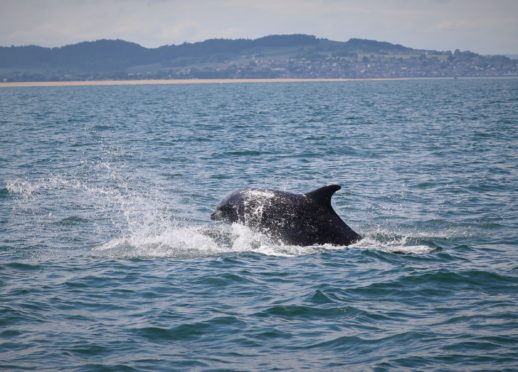 One of the dolphins seen at Tayport.