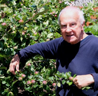 Thinning apples in July