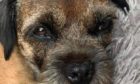 Border Terrier Twiggy has been missing since Monday.