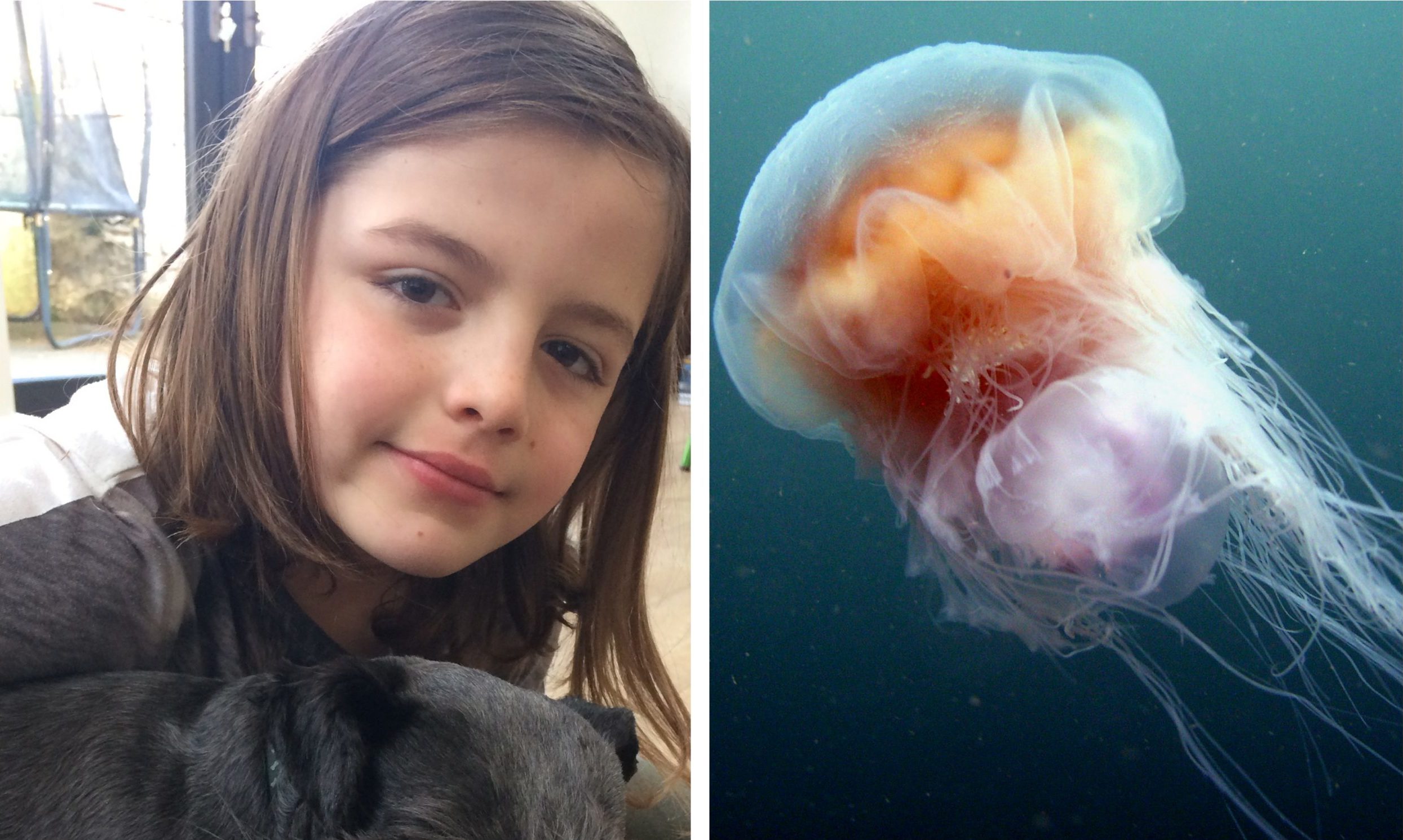 Hamish Roden/a lion's mane jellyfish.