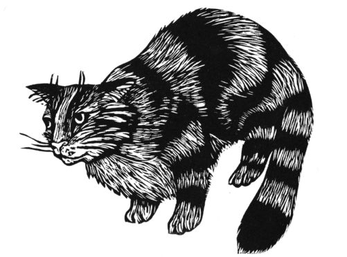 Kellas Cat - a large black cat found in Scotland, named after the village of Kellas, Moray, where it was first found.