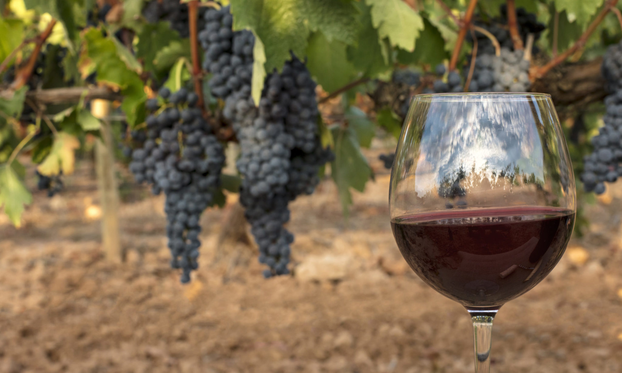 Wine Notes The Spanish grape varieties Scots' favourite destination has to offer