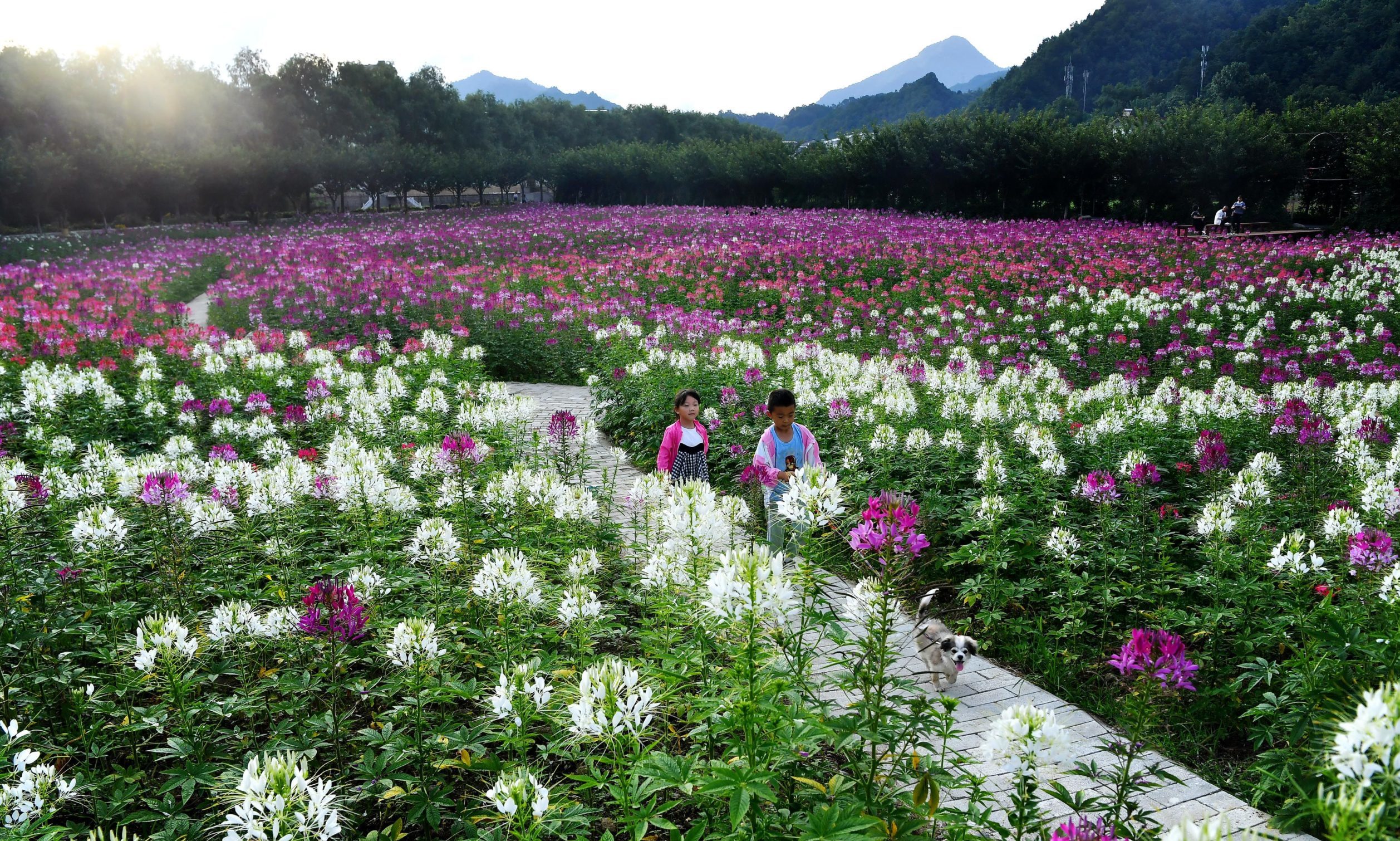 Mandatory Credit: Photo by Xinhua/Shutterstock (10699193f)
Children play at a flower field in Liuba County, Hanzhong City of northwest China's Shaanxi Province, July 1, 2020.
China Shaanxi Liuba Flower Field - 01 Jul 2020