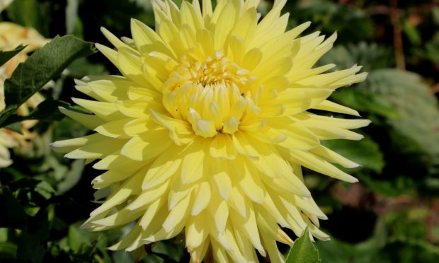 Yellow cactus dahlia