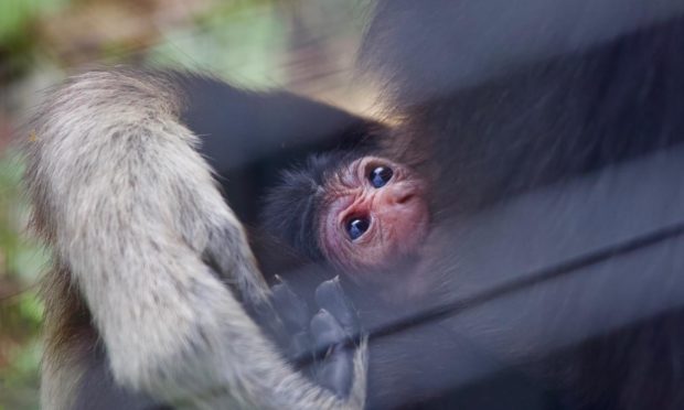 The baby gibbon at Camperdown.