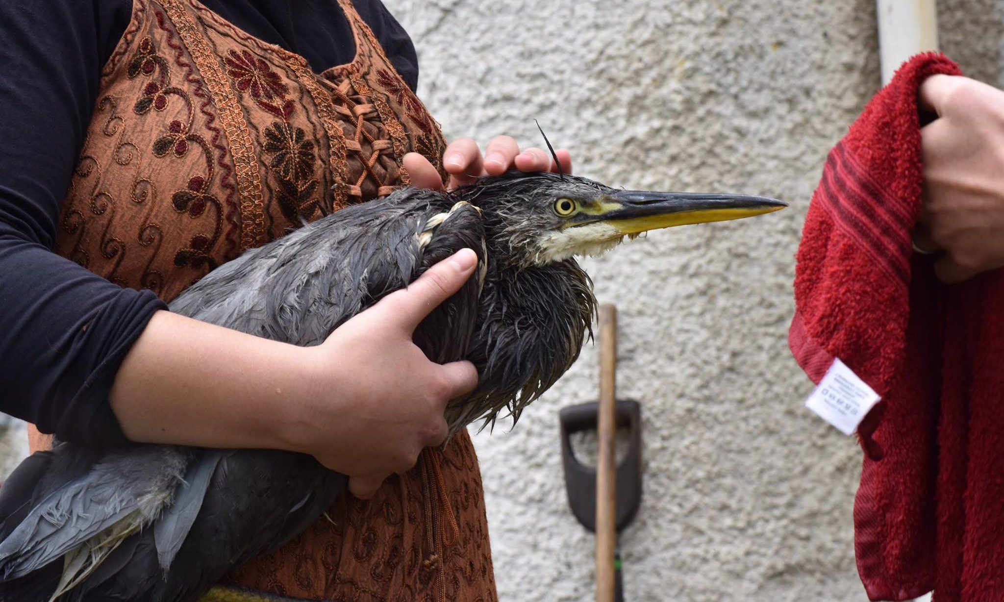 The heron Enya found was soaked in oil.