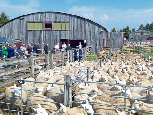 Mart staff operated a tic-tac system in the Sutherland sunshine.