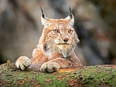 The Lynx UK Trust wants to reintroduce three of the predators in the Queen Elizabeth Forest Park.