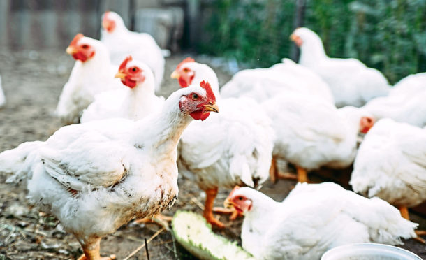 The Coupar Angus site will remain closed until the end of the month, with birds transported elsewhere.