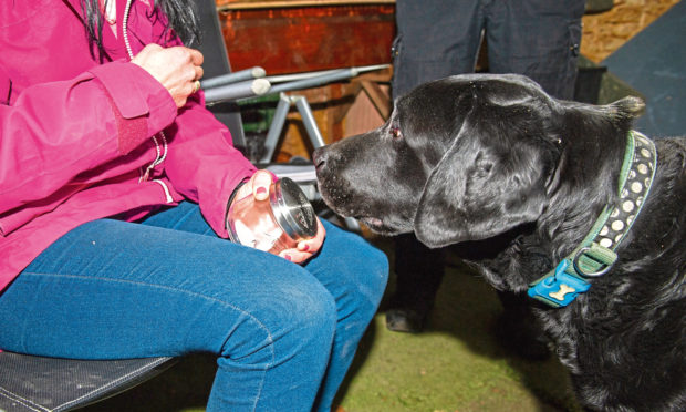 Gayle Ritchie took her Labrador, Toby, along to a scent work session with Simon Chapman of K9 Manhunt and ScentWork Scotland.