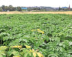 Targeted research is under way to combat blackleg disease, which can decimate potato crops.