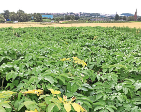 Targeted research is under way to combat blackleg disease, which can decimate potato crops.