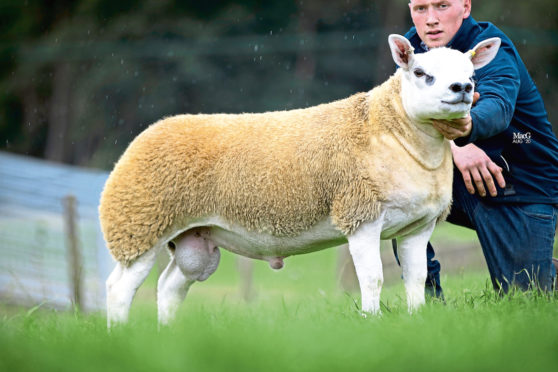Texel lamb Sportsmans Double Diamond, from the Boden family in Cheshire, fetched a record price of 350,000gns at the national sale at Lanark Mart.
