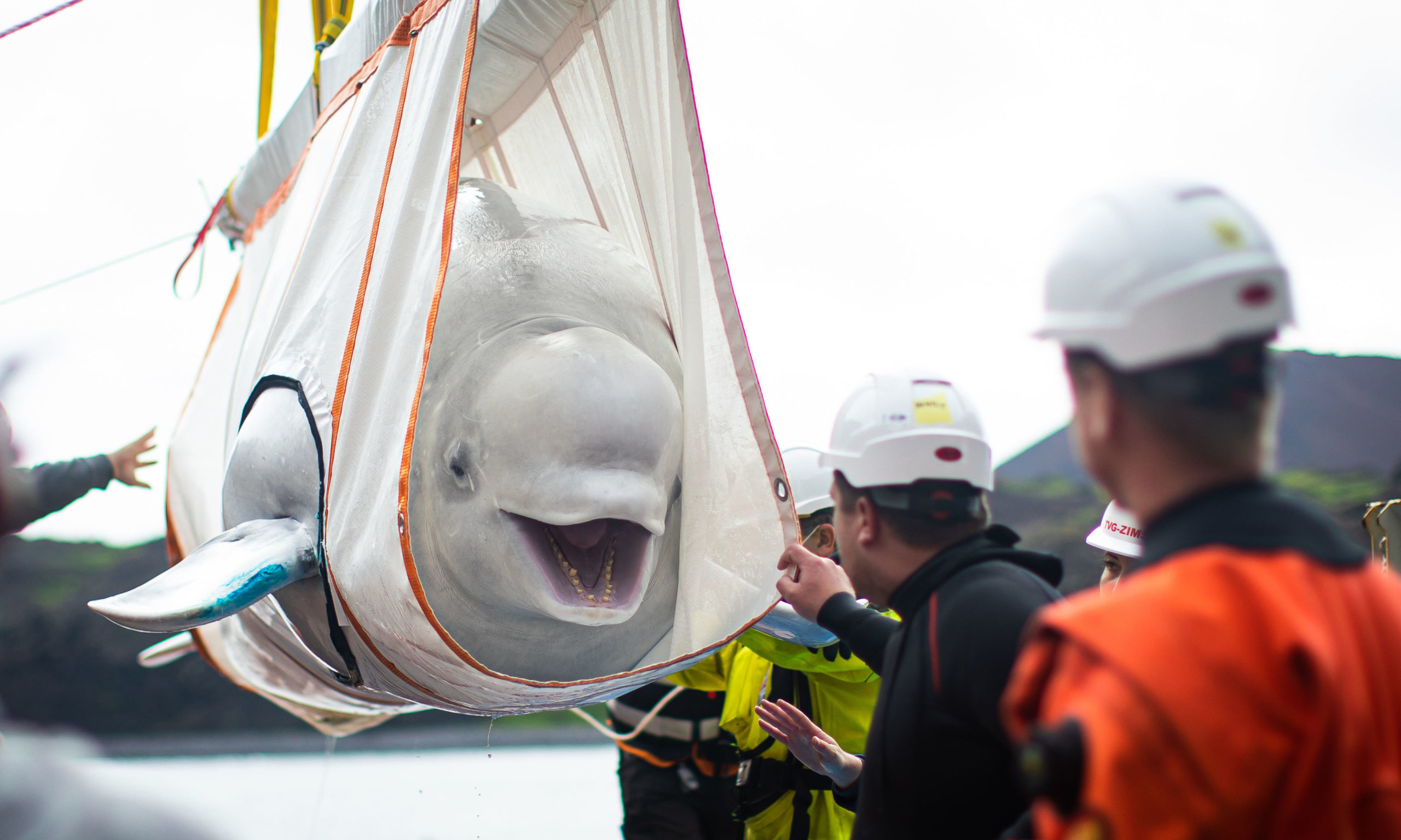 The Sea Life Trust team move Beluga Whale Little Gray from a tugboat during transfer to the bayside care pool where they will be acclimatised to the natural environment of their new home at the open water sanctuary in Klettsvik Bay in Iceland. The two Beluga whales, named Little Grey and Little White, are being moved to the world's first open-water whale sanctuary after travelling from an aquarium in China 6,000 miles away in June 2019. PA Photo. Issue date: Monday August 10, 2020. Little Gray and Little White have been living in a temporary care facility for the past year, with preparations for the move to open water including adding more blubber to ready them for the cooler temperatures, as well as being introduced to natural flora and fauna. See PA story ANIMALS Belugas. Photo credit should read: Aaron Chown/PA Wire