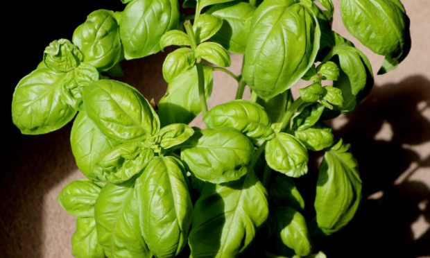 Basil in pot