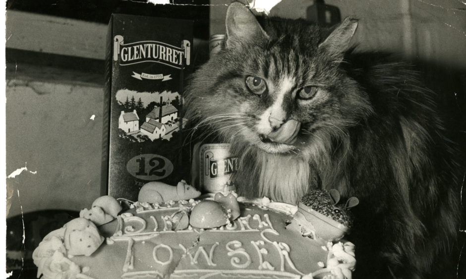 Towser - the iconic mouser-in-chief at Glenturret Distillery - celebrating her 18th birthday in 1981. She lived until the ripe old age of 24.
