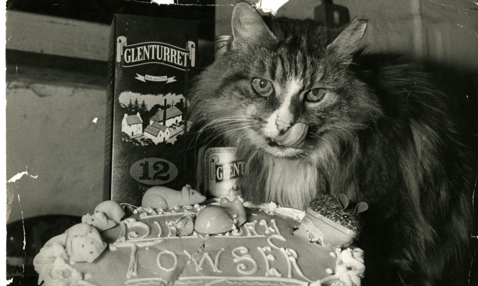 Towser celebrating her 18th birthday in 1981.