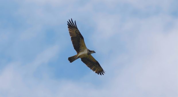 Ospreys at their nesting station near to Meigle.