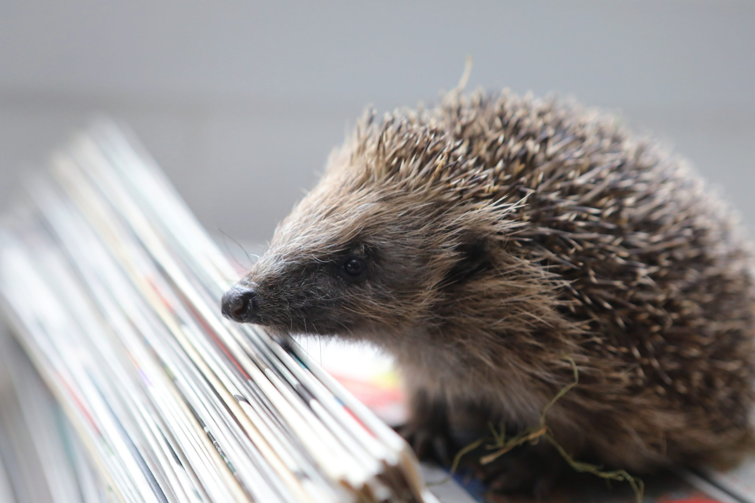 Hedgehogs can confuse a bonfire with a cosy place to hibernate. Image:  Dougie Nicholson/DC Thomson.