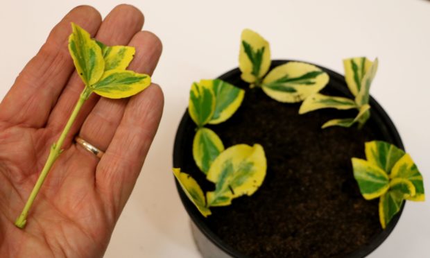 Euonymus Emerald n Gold cuttings