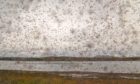 A swarm of midges (Culicoides impunctatus) in Scotland.