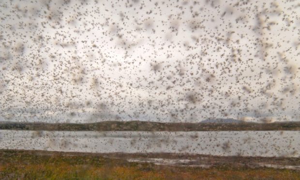 A swarm of midges (Culicoides impunctatus) in Scotland.