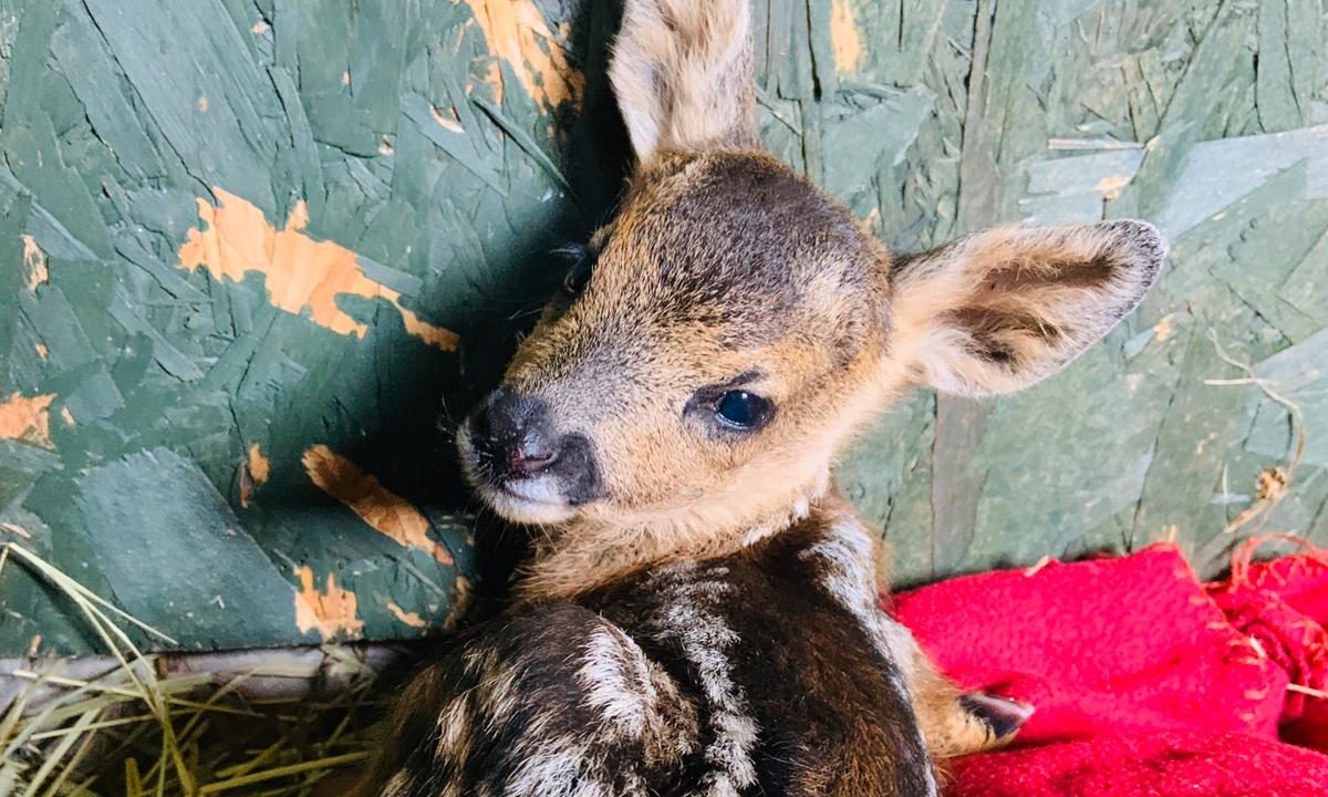 Fawns, foxes, hedgehogs and birds have all suffered after people in Scotland attempted to treat them instead of contacting SSPCA.