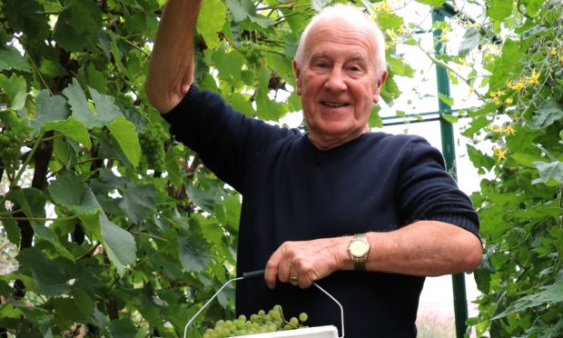 John picks the Solaris grapes