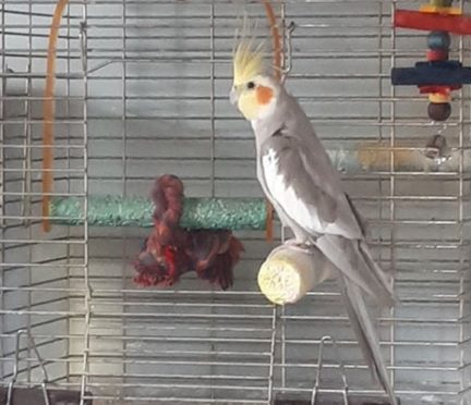 Concerns are growing for Ronaldo the missing Rosyth cockatiel.