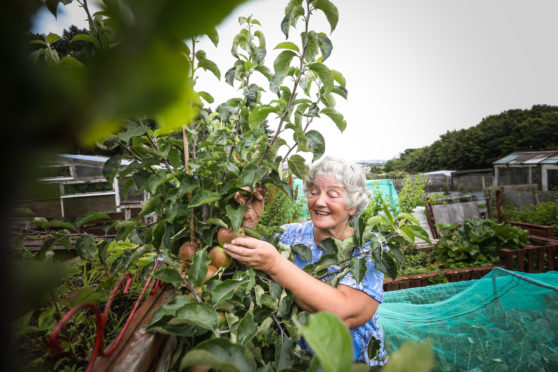 Linda Adams in her allotment.