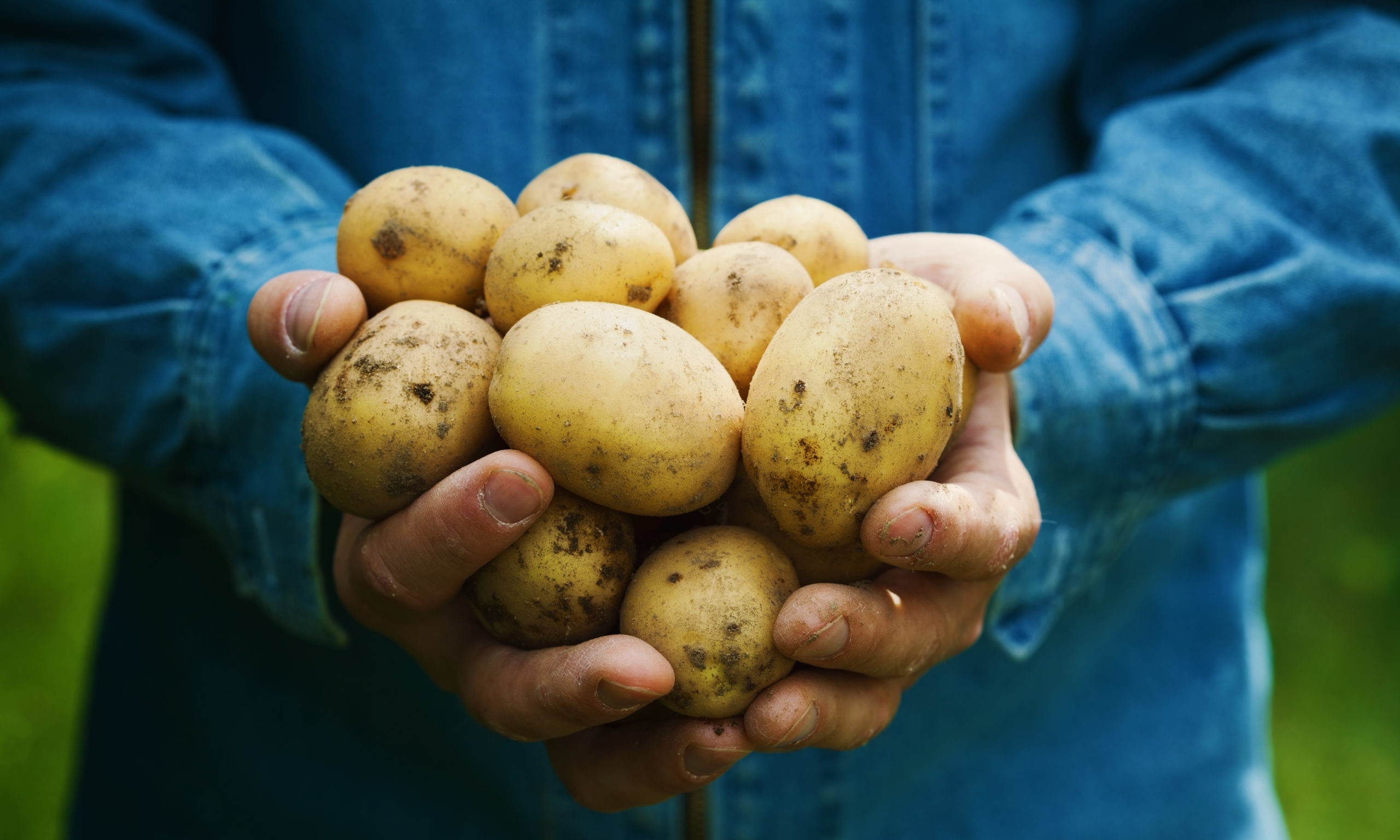 Potatoes grown in an allotment.