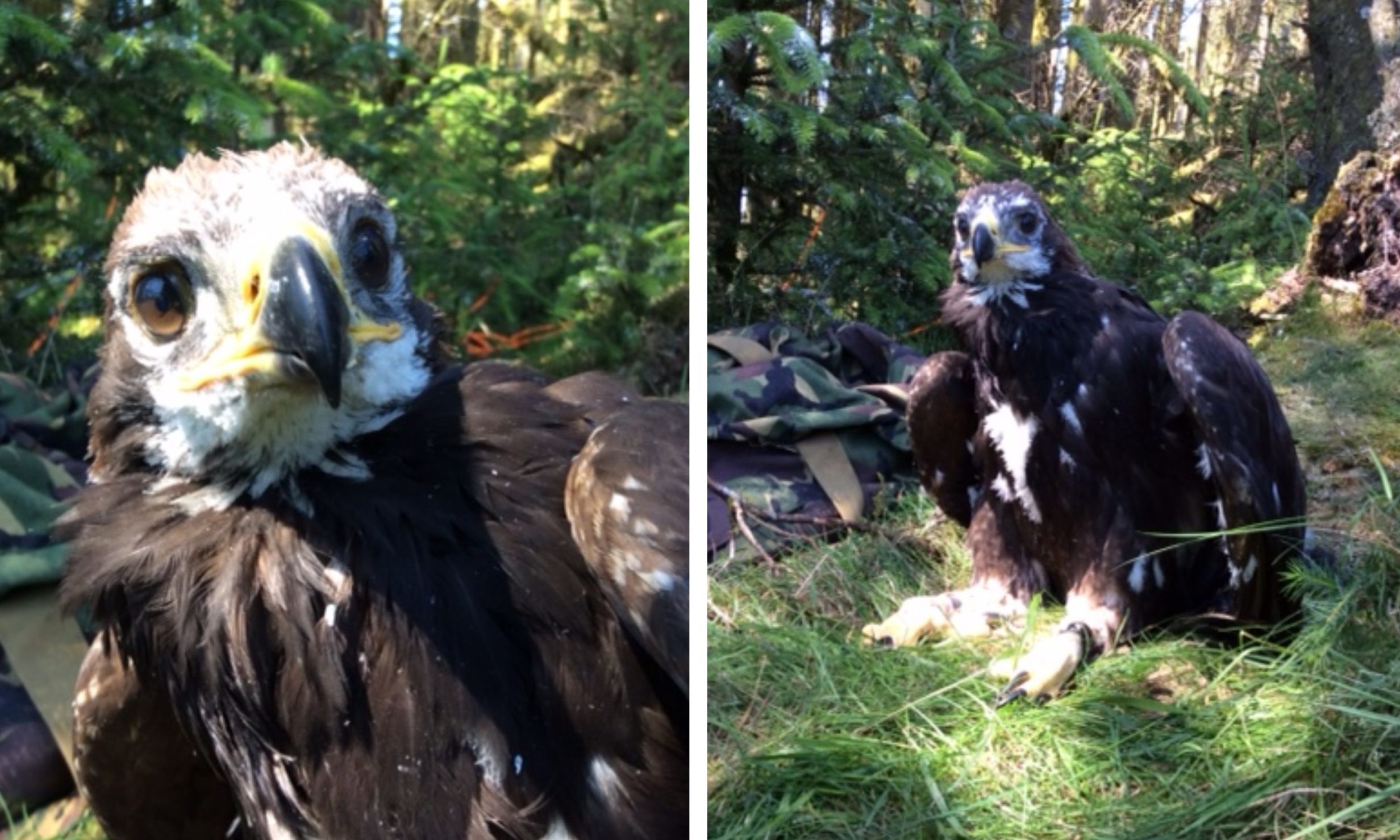 Photos of a young Tom the gold eagle by Raptor Persecution UK.