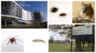 Ants, silverfish, cockroaches and mice are among the unwanted visitors at hospital sites like Victoria Hospital in Kirkcaldy and Stratheden Hospital near Cupar.